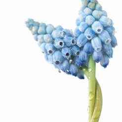 Muscari 'Valerie Finnis' -UK Garden Plants Sales 2024 muscari valerie finnis 8