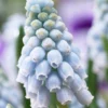 Muscari 'Valerie Finnis' -UK Garden Plants Sales 2024 muscari valerie finnis 9
