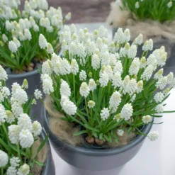 Muscari 'White Magic' 13 Muscari 'White Magic' -UK Garden Plants Sales 2024 muscari white magic 1