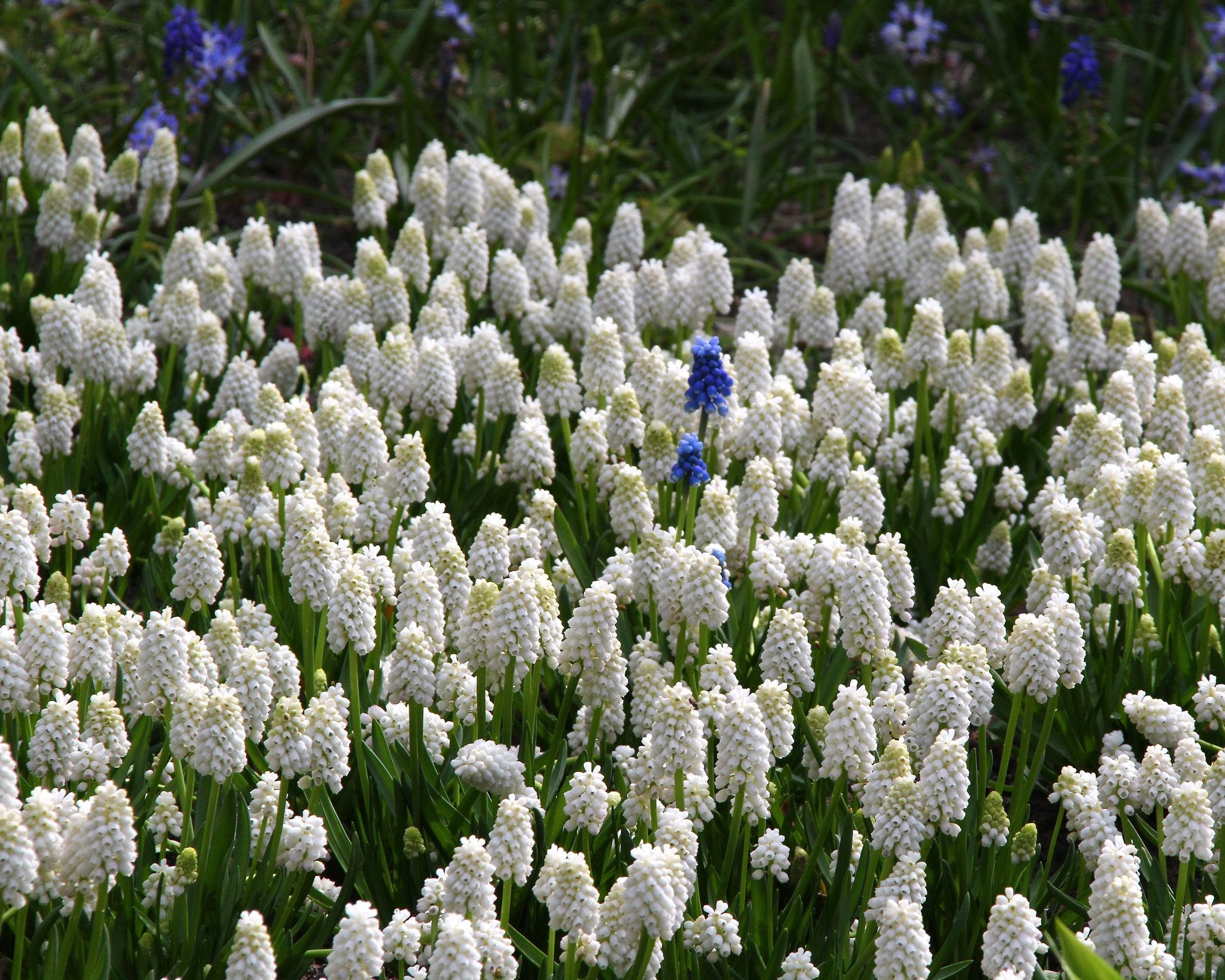 Muscari 'White Magic' 4 Muscari 'White Magic' - Image 2