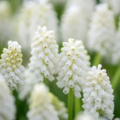 Muscari 'White Magic' 14 Muscari 'White Magic' -UK Garden Plants Sales 2024 muscari white magic 2
