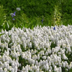 Muscari 'White Magic' 18 Muscari 'White Magic' -UK Garden Plants Sales 2024 muscari white magic 2 564b782a 503b 4454 a9b1 db95dae69540