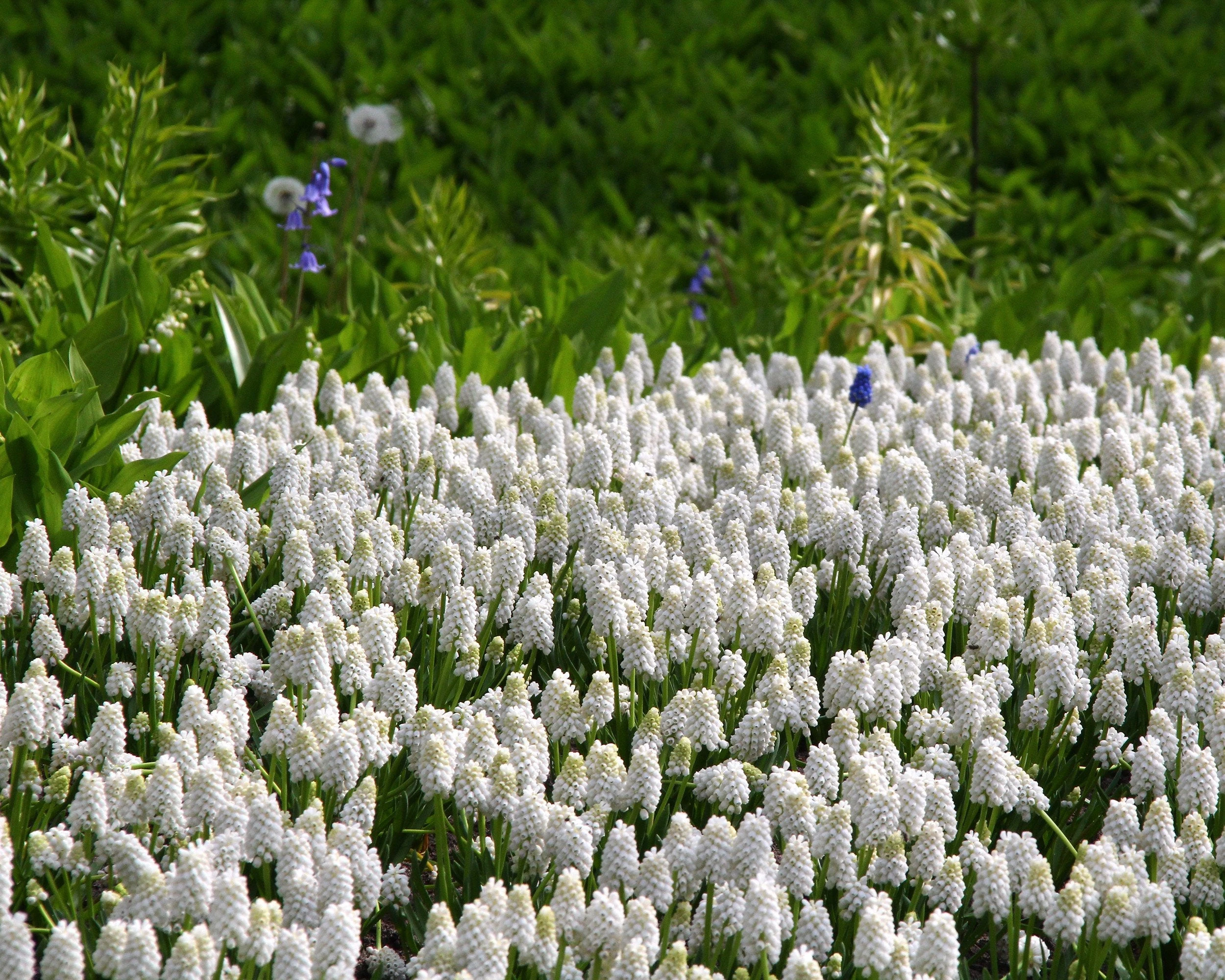 Muscari 'White Magic' 10 Muscari 'White Magic' - Image 8