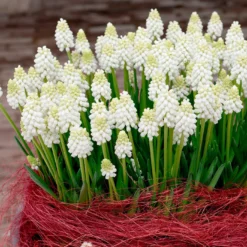 Muscari 'White Magic' 15 Muscari 'White Magic' -UK Garden Plants Sales 2024 muscari white magic 3