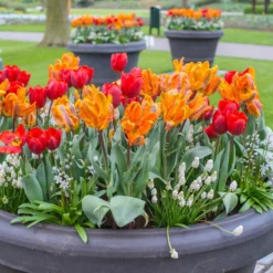 Muscari 'White Magic' 17 Muscari 'White Magic' -UK Garden Plants Sales 2024 muscari white magic 4