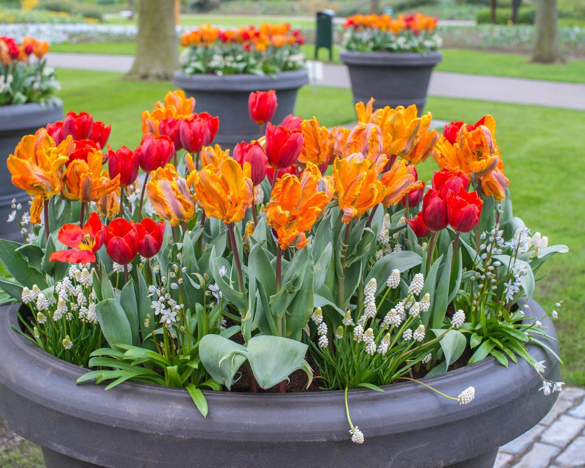 Muscari 'White Magic' 9 Muscari 'White Magic' - Image 7
