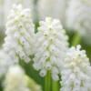 Muscari 'White Magic' 1 Muscari 'White Magic' -UK Garden Plants Sales 2024 muscari white magic 5