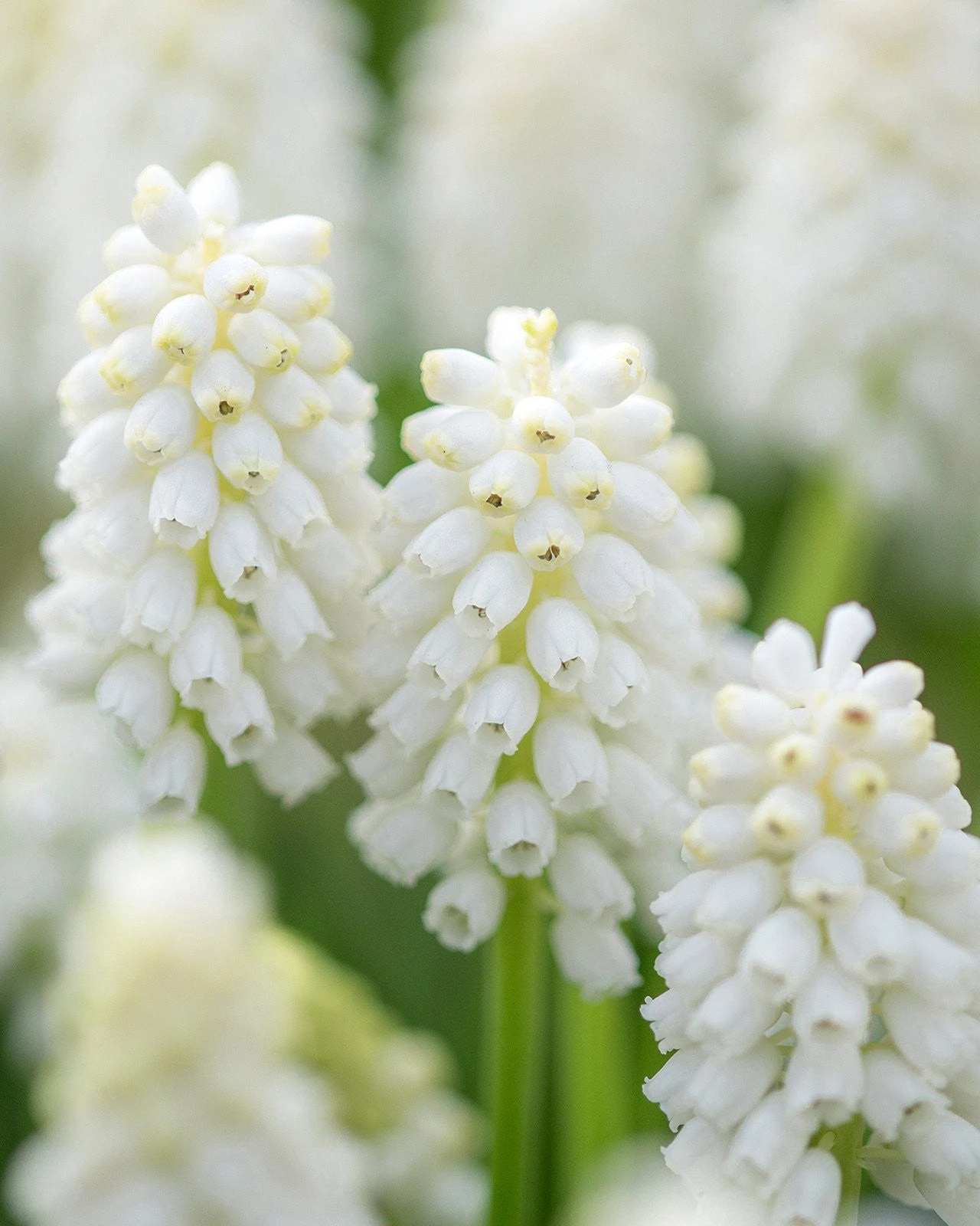 Muscari 'White Magic' 3 Muscari 'White Magic'