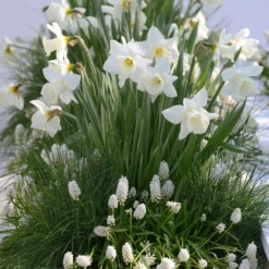 Muscari 'White Magic' 19 Muscari 'White Magic' -UK Garden Plants Sales 2024 muscari white magic 6