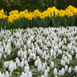 Muscari 'White Magic' 16 Muscari 'White Magic' -UK Garden Plants Sales 2024 muscari white magic 8