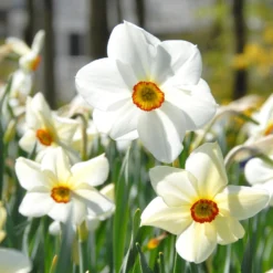 Narcissus 'Pheasant's Eye' -UK Garden Plants Sales 2024 narcissus actaea 1