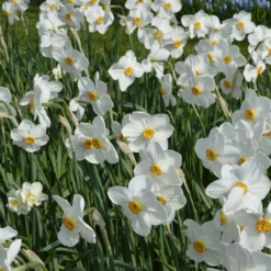 Narcissus 'Pheasant's Eye' -UK Garden Plants Sales 2024 narcissus actaea 3