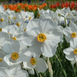 Narcissus 'Pheasant's Eye' -UK Garden Plants Sales 2024 narcissus actaea 4