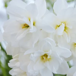Narcissus 'Albus Plenus Odoratus'