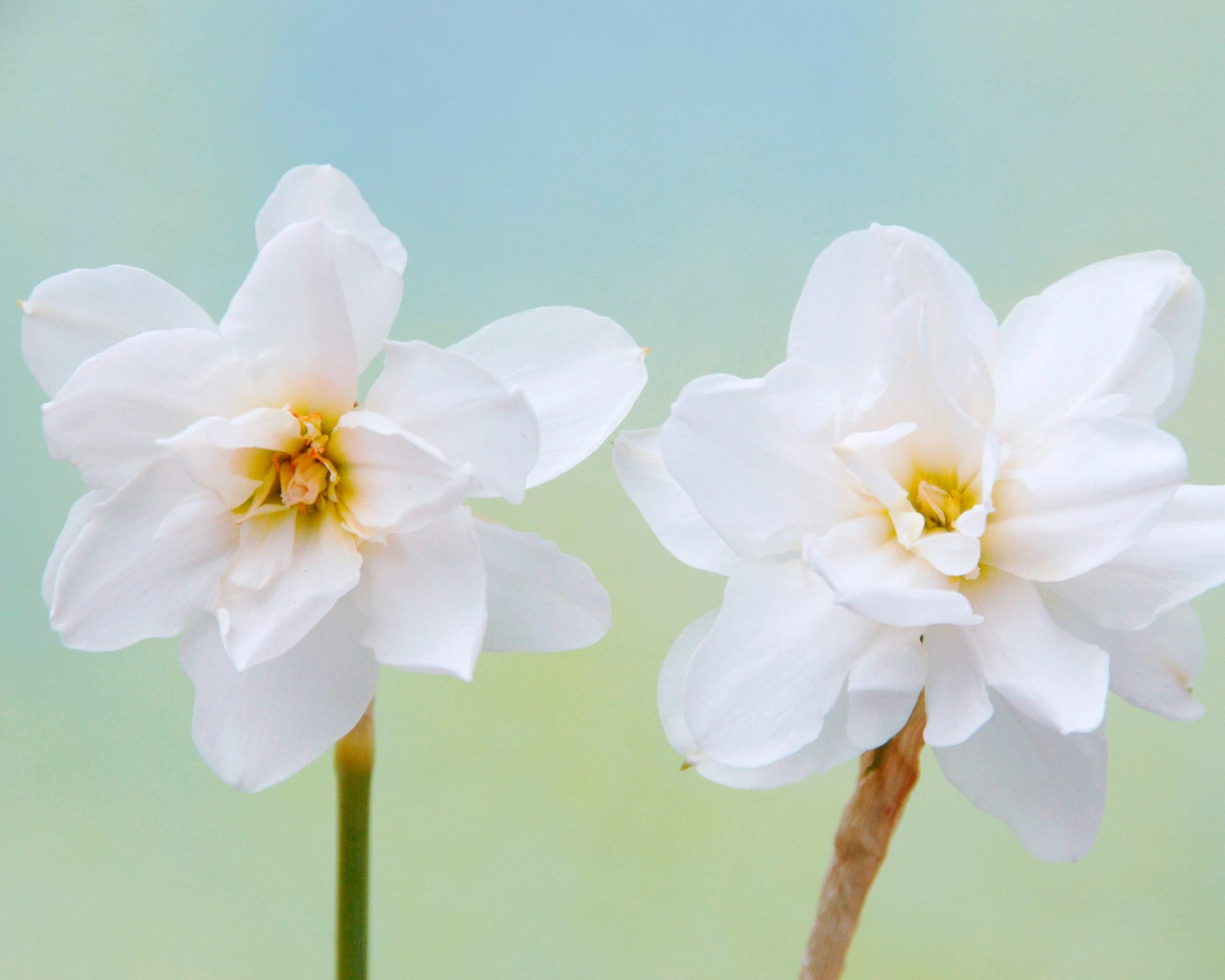 Narcissus 'Albus Plenus Odoratus' 4 Narcissus 'Albus Plenus Odoratus' - Image 2