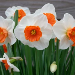 Narcissus 'Amadeus' -UK Garden Plants Sales 2024 narcissus amadeus 1 scaled