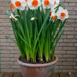 Narcissus 'Amadeus' -UK Garden Plants Sales 2024 narcissus amadeus 2 scaled