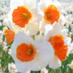 Narcissus 'Amadeus' -UK Garden Plants Sales 2024 narcissus amadeus 4 scaled