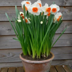 Narcissus 'Amadeus' -UK Garden Plants Sales 2024 narcissus amadeus 5 scaled