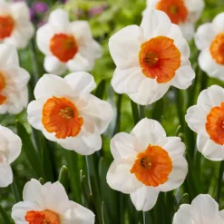 Narcissus 'Amadeus' -UK Garden Plants Sales 2024 narcissus amadeus 8