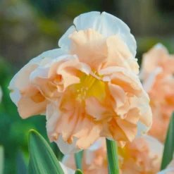 Narcissus 'Apricot Whirl' -UK Garden Plants Sales 2024 narcissus apricot whirl 1