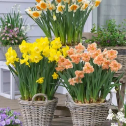 Narcissus 'Apricot Whirl' -UK Garden Plants Sales 2024 narcissus apricot whirl 1 0d66f2bb c156 4d2b 99d3 3f34cee26718