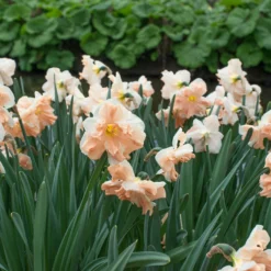 Narcissus 'Apricot Whirl' -UK Garden Plants Sales 2024 narcissus apricot whirl 2