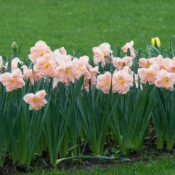 Narcissus 'Apricot Whirl' -UK Garden Plants Sales 2024 narcissus apricot whirl 3