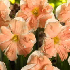 Narcissus 'Apricot Whirl' -UK Garden Plants Sales 2024 narcissus apricot whirl 3 1cc84afe 72dc 49e7 8698 7a1dcaa6451b