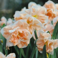Narcissus 'Apricot Whirl' -UK Garden Plants Sales 2024 narcissus apricot whirl 4