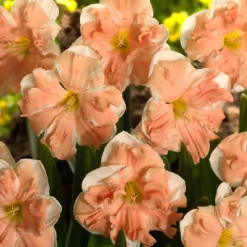 Narcissus 'Apricot Whirl' -UK Garden Plants Sales 2024 narcissus apricot whirl 4 bde1627f c295 4211 80c8 276a6866e0b3