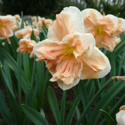 Narcissus 'Apricot Whirl' -UK Garden Plants Sales 2024 narcissus apricot whirl 5 scaled