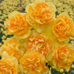 Narcissus 'Art Perfume' -UK Garden Plants Sales 2024 narcissus art perfume 1 scaled