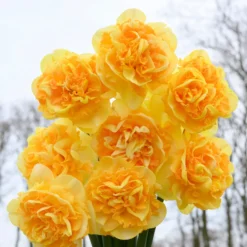Narcissus 'Art Perfume' -UK Garden Plants Sales 2024 narcissus art perfume 2 scaled