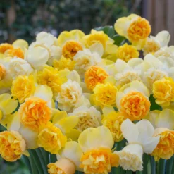 Narcissus 'Art Perfume' -UK Garden Plants Sales 2024 narcissus art perfume 3 scaled