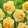 Narcissus 'Art Perfume' -UK Garden Plants Sales 2024 narcissus art perfume 4