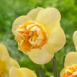 Narcissus 'Art Perfume' -UK Garden Plants Sales 2024 narcissus art perfume 5