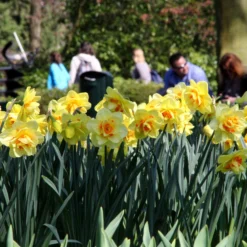 Narcissus 'Ascot' 16 Narcissus 'Ascot' -UK Garden Plants Sales 2024 narcissus ascot 15