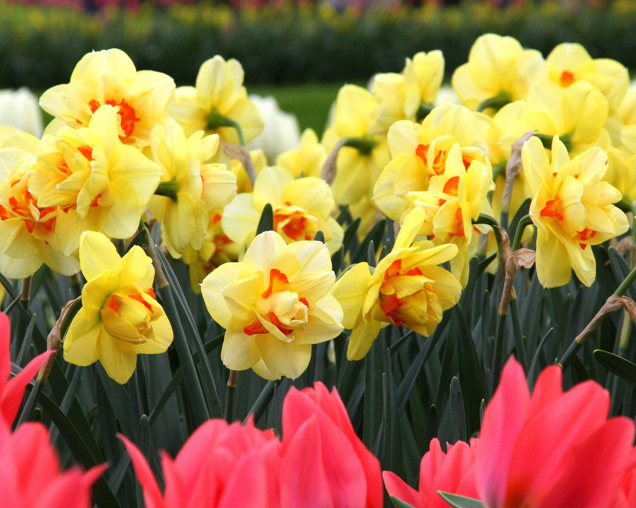 Narcissus 'Ascot' 10 Narcissus 'Ascot' - Image 8