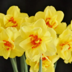 Narcissus 'Ascot' 15 Narcissus 'Ascot' -UK Garden Plants Sales 2024 narcissus ascot 3