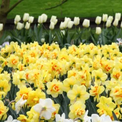 Narcissus 'Ascot' 19 Narcissus 'Ascot' -UK Garden Plants Sales 2024 narcissus ascot 3 a8e64e56 39c6 422d 82a8 d2f989cf1bda