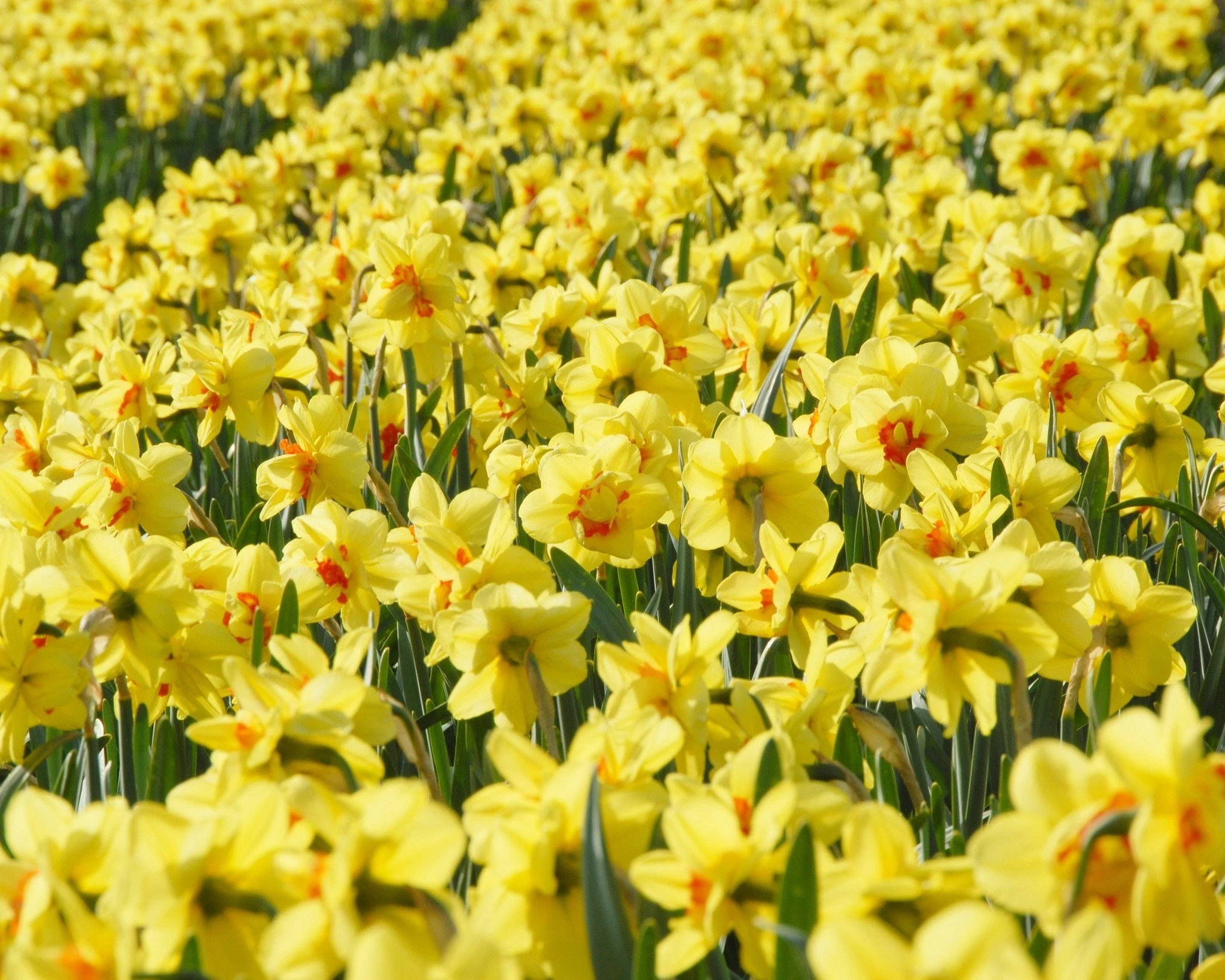 Narcissus 'Ascot' 6 Narcissus 'Ascot' - Image 4