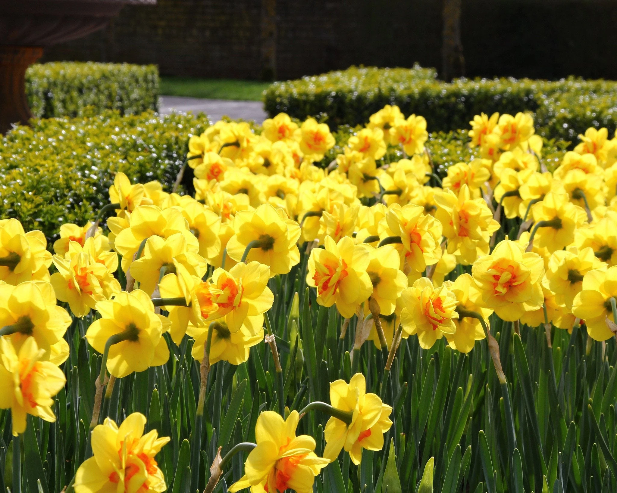 Narcissus 'Ascot' 4 Narcissus 'Ascot' - Image 2