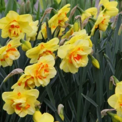 Narcissus 'Ascot' 17 Narcissus 'Ascot' -UK Garden Plants Sales 2024 narcissus ascot 8