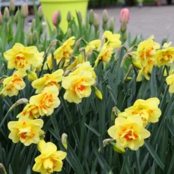 Narcissus 'Ascot' 13 Narcissus 'Ascot' -UK Garden Plants Sales 2024 narcissus ascot 9