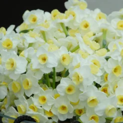 Narcissus 'Avalanche' -UK Garden Plants Sales 2024 narcissus avalanche 2 scaled