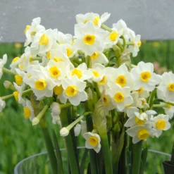 Narcissus 'Avalanche' -UK Garden Plants Sales 2024 narcissus avalanche 3