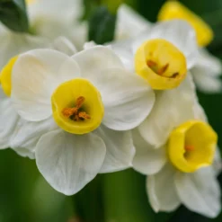 Narcissus 'Avalanche' -UK Garden Plants Sales 2024 narcissus avalanche 4 scaled