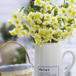 Narcissus 'Avalanche' -UK Garden Plants Sales 2024 narcissus avalanche 8