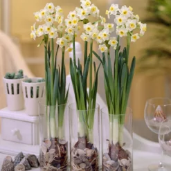 Narcissus 'Avalanche' -UK Garden Plants Sales 2024 narcissus avalanche 9